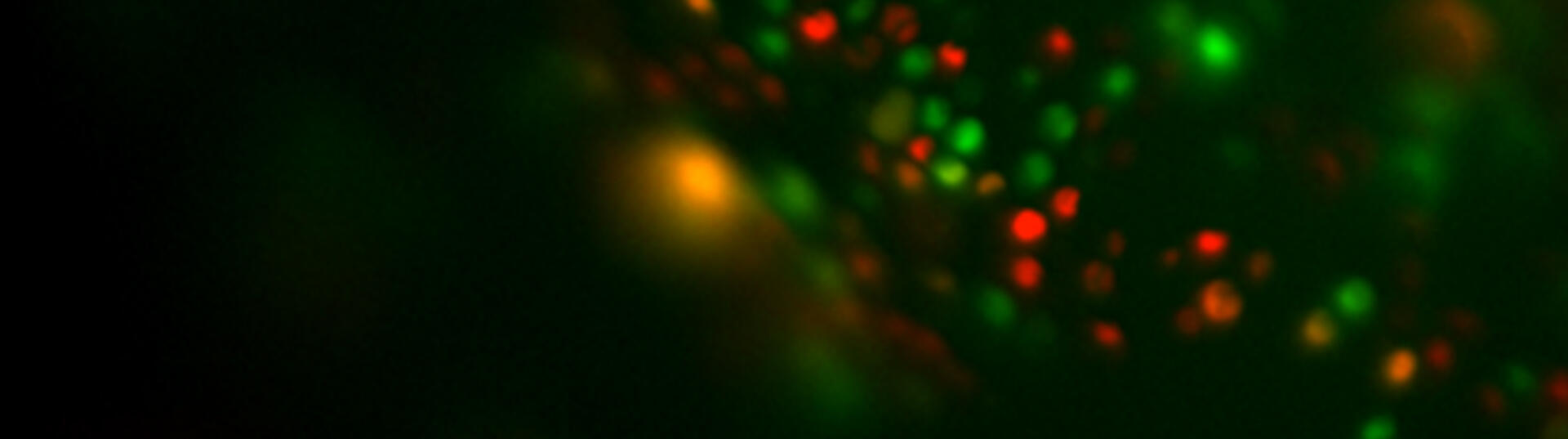 colorful particles